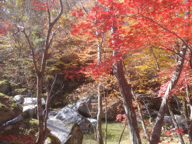 20181024왕산골 단풍(640x480)